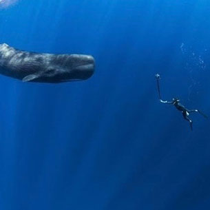 diver and a whale