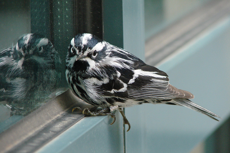 A black-and-white warbler on blue metal window ledge on the exterior of a building