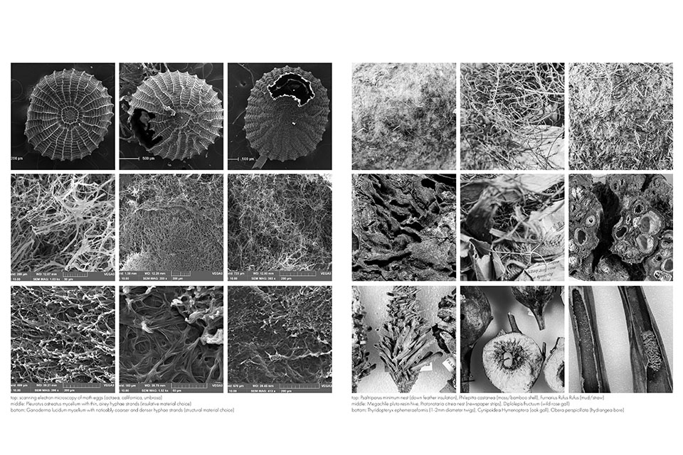 peabody museum electron microscope images