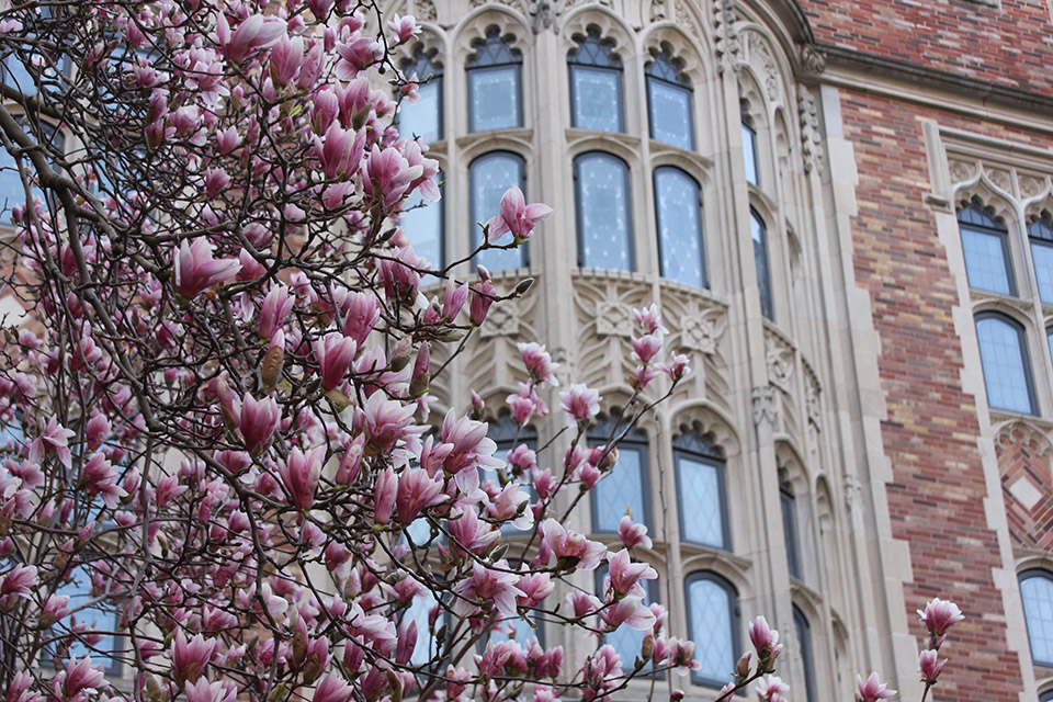 Atmospheric photo of blooming tree at Yale Law School
