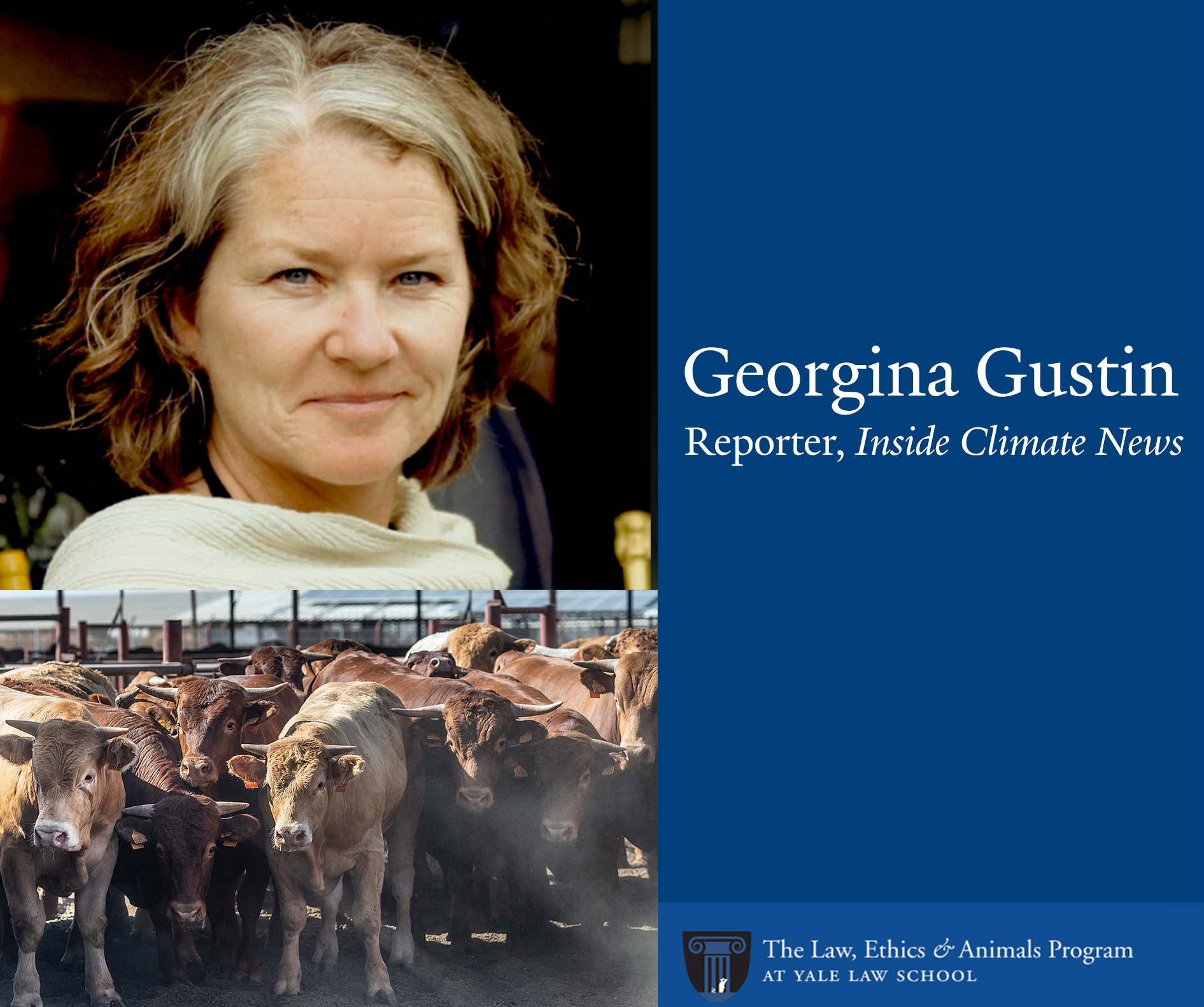 Text: Reporter Georgina Gustin, Inside Climate News. Photos: 1. Gustin 2. A herd of cattle