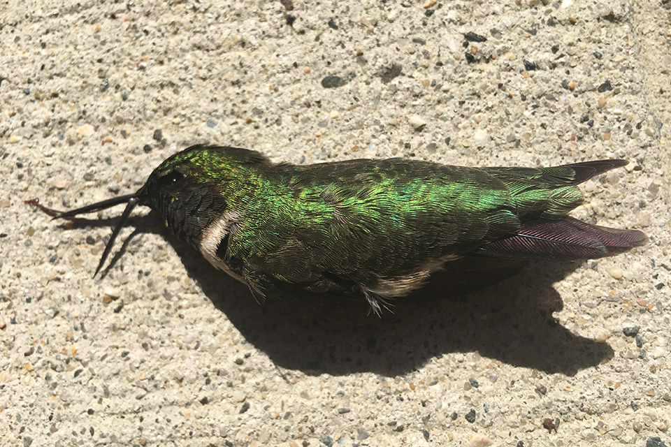 a hummingbird killed by a building collison