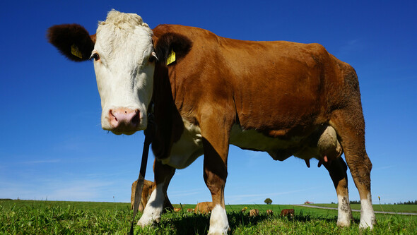 brown and white dairy cow standing in a green field