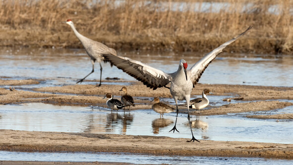 A sandbill crane, surrounded by smaller cranes, spreads its wings along a river