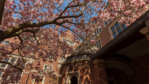 magnolia in bloom in YLS courtyard