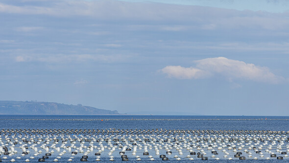 blue ocean with blue sky and clouds with buoys from a mussel farm on the surface of the water