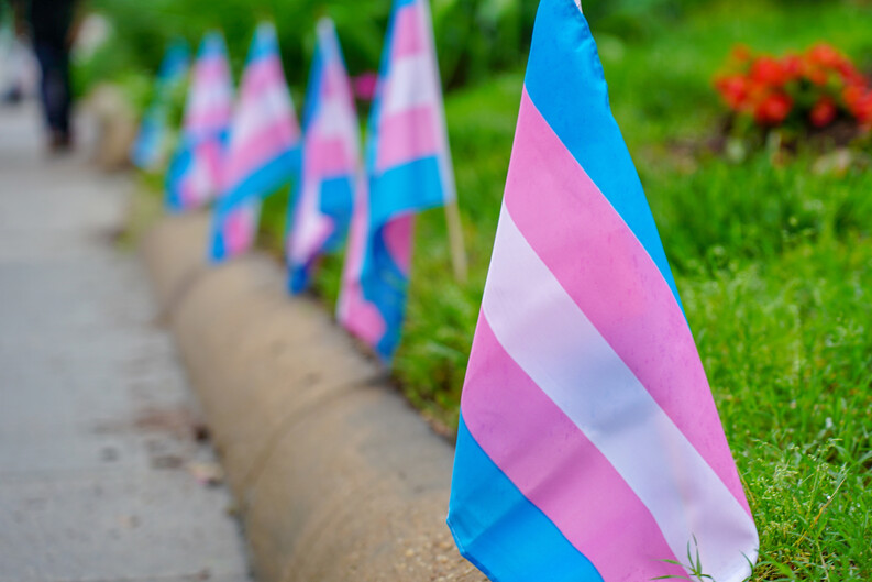transgender flags in a row on grass