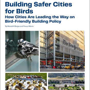 Report Cover: Building Safer Cities for Birds: How Cities Are Leading the Way on Bird-Friendly Building Policy