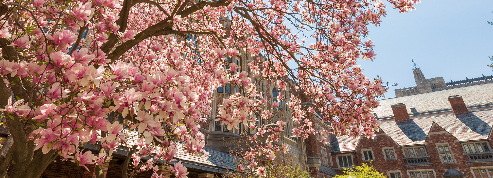 magnolia in bloom against YLS in background