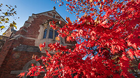 Tree with red leaves in front of building