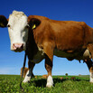 brown and white dairy cow standing in a green field