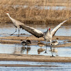 A sandbill crane, surrounded by smaller cranes, spreads its wings along a river