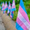 transgender flags in a row on grass