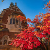 bright red tree in autumn against blue sky and the brick Yale Law School building