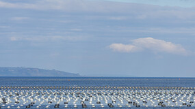 blue ocean with blue sky and clouds with buoys from a mussel farm on the surface of the water