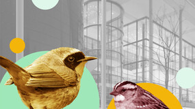 Collage of Yale School of Management’s Evans Hall overlaid with dots and birds