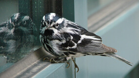 A black-and-white warbler on blue metal window ledge on the exterior of a building