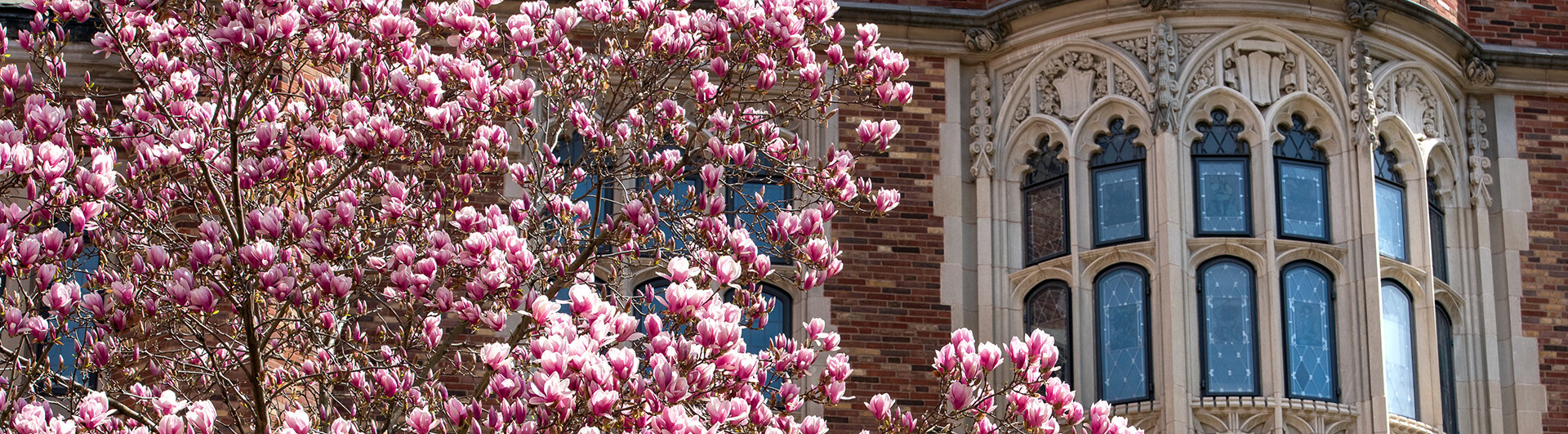 magnolia in bloom against YLS facade