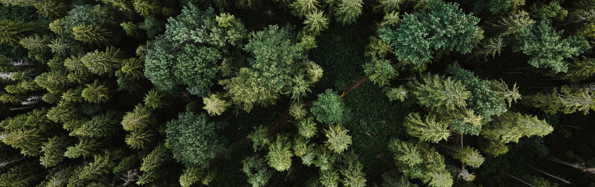 aerial view of an conifer forest